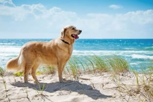 Encinitas Visitor Center Dog-Friendly Photo